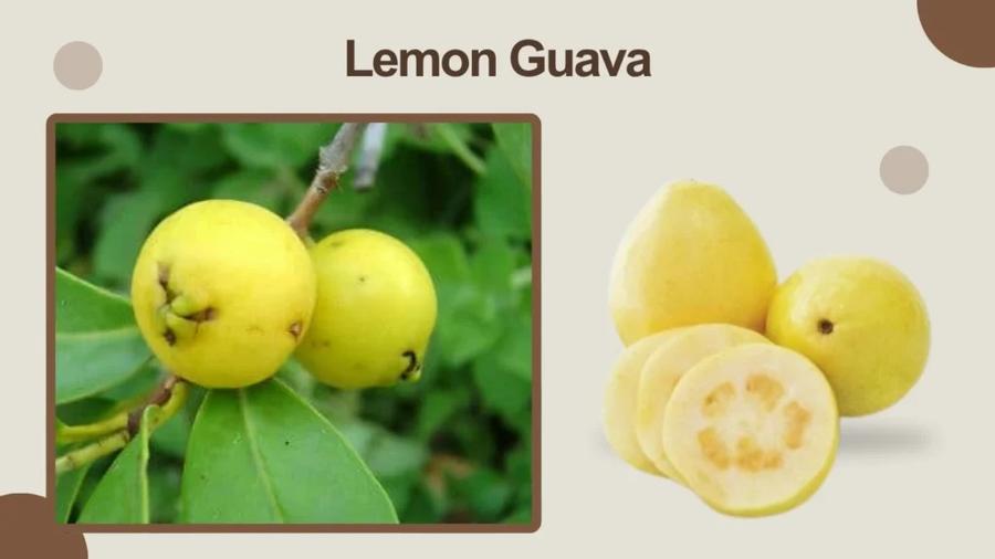 Guava Lemon Guava