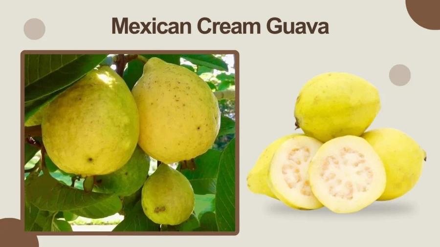 Guava Mexican Crème