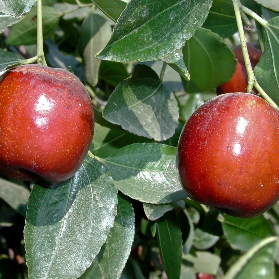 Jujube Li