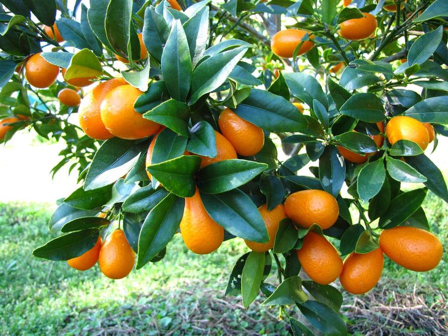 Kumquat Nagami