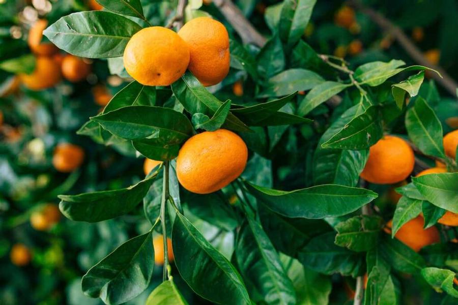 Mandarin California Honey