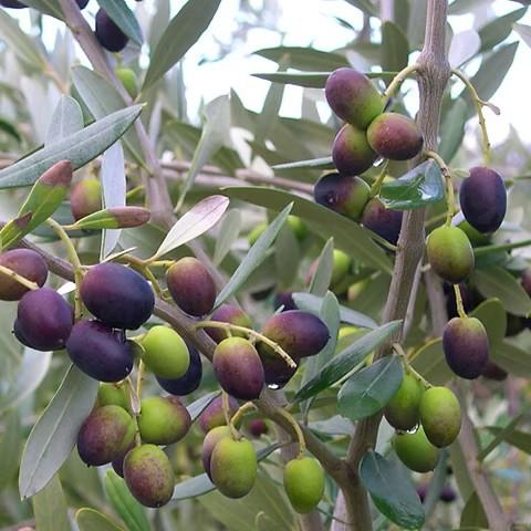 Olive Frantoio