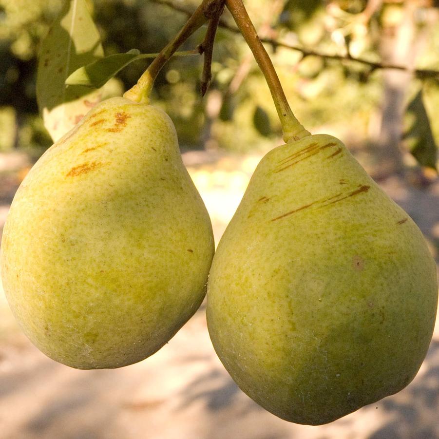Pear Moonglow
