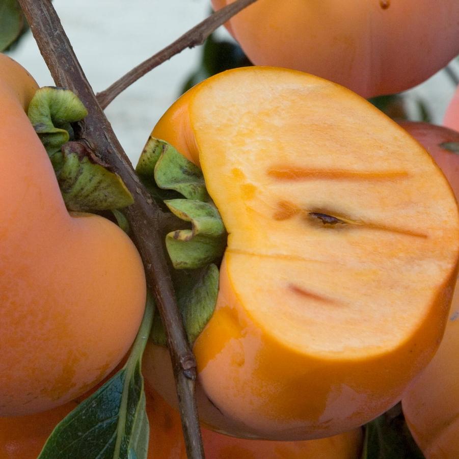 Persimmon Giant Fuyu