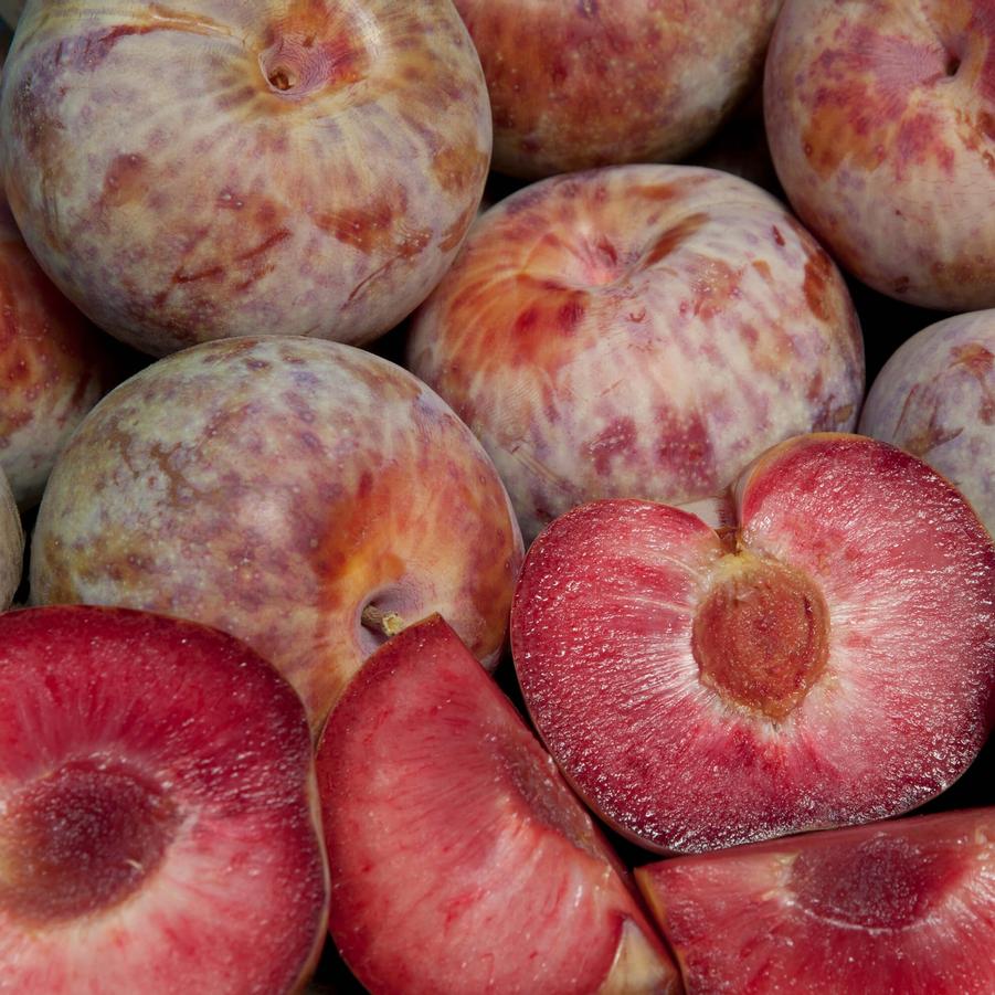 Pluot Dapple Dandy