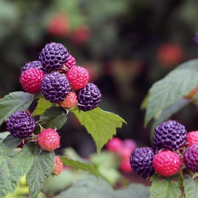 Raspberry Black Jewell