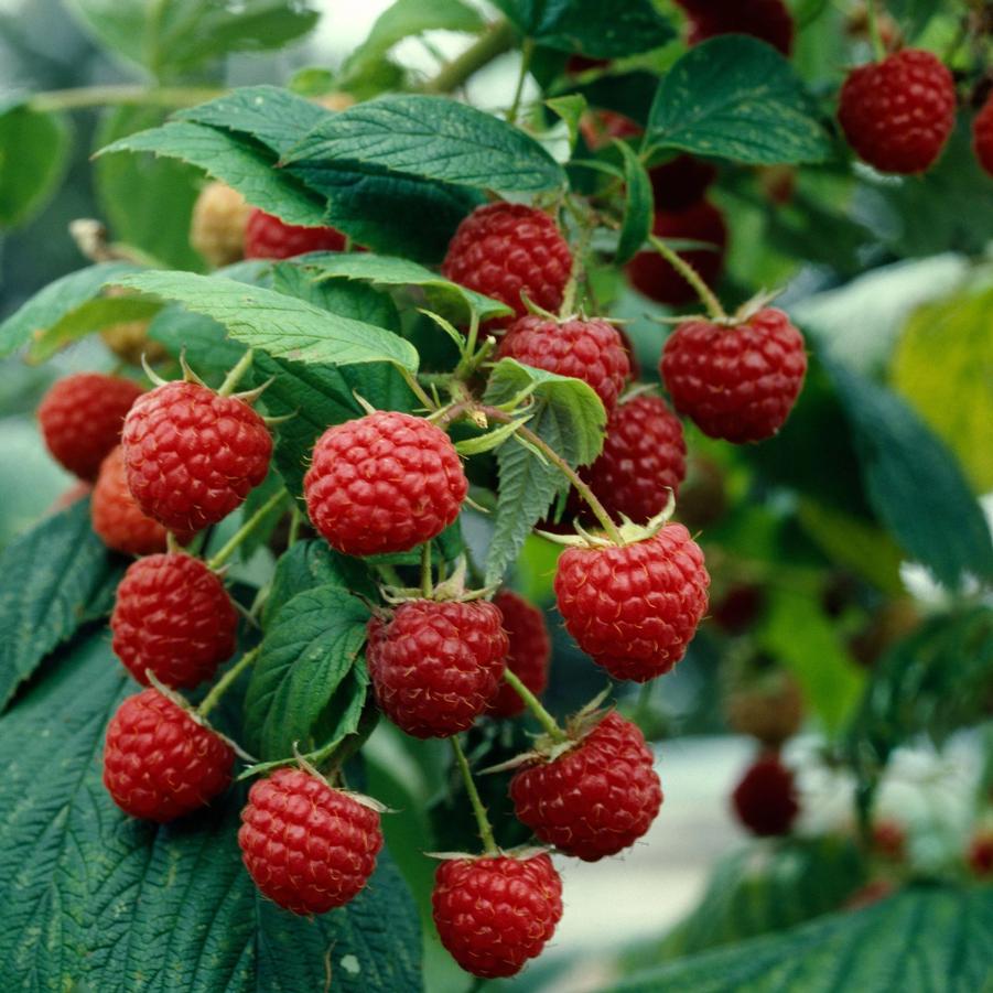 Raspberry Red Heritage