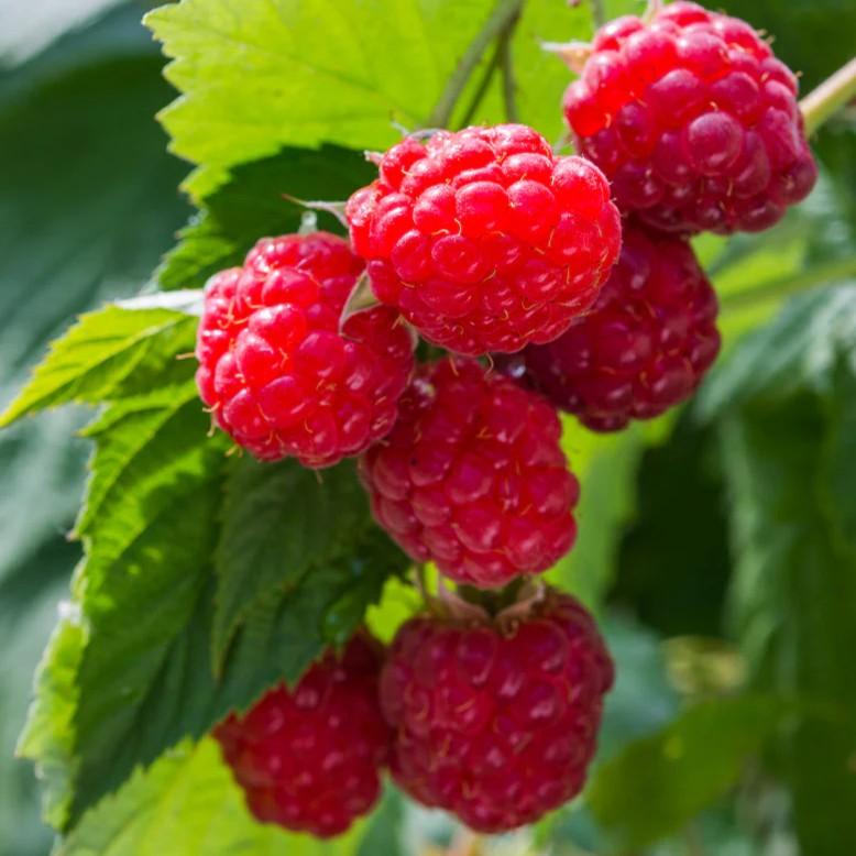 Raspberry Red Willamette