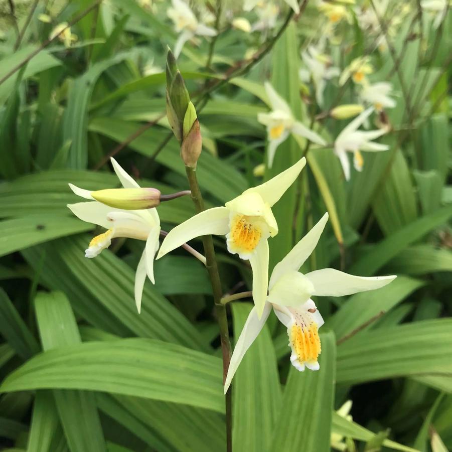 Bletilla ochracea 