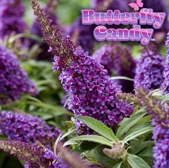 Buddleia davidii Butterfly Candy&reg; Li'l Grape&trade;