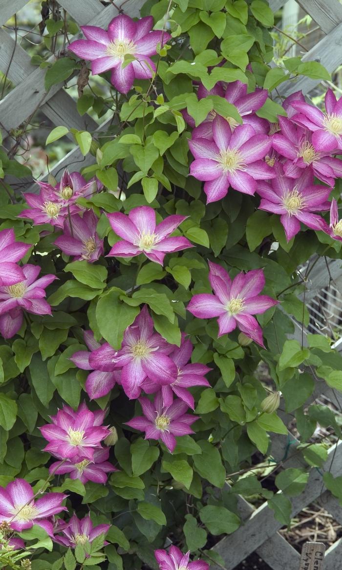 Clematis Asao
