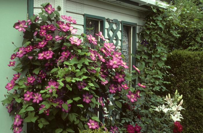Clematis Bee's Jubilee