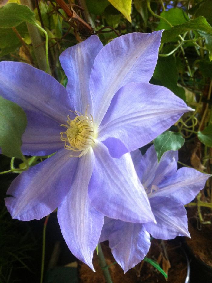 Clematis H.F. Young