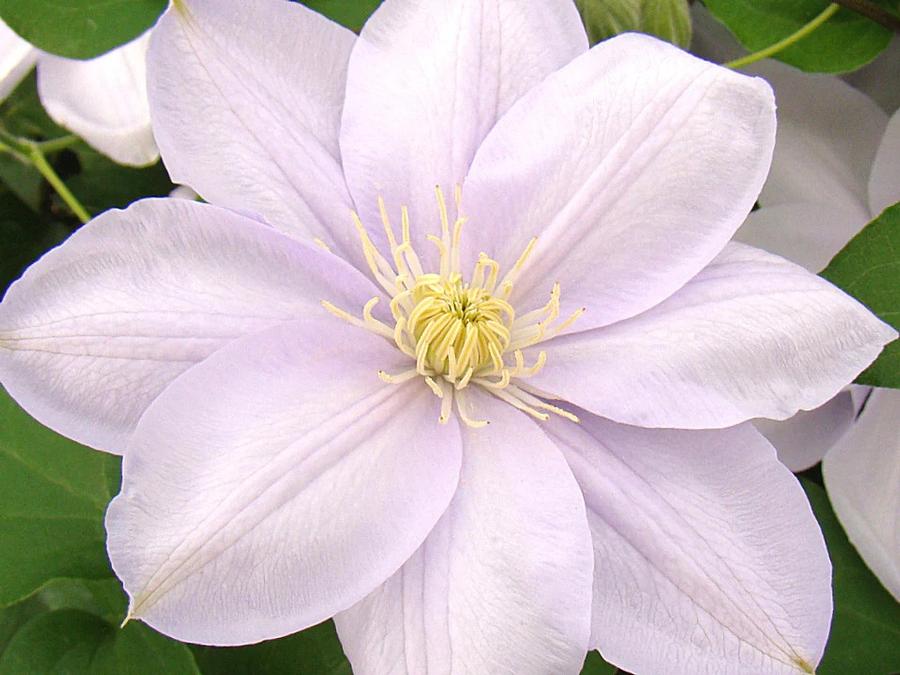 Clematis Louise Rowe