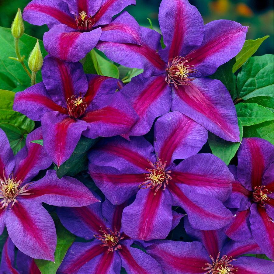 Clematis Mrs. N. Thompson