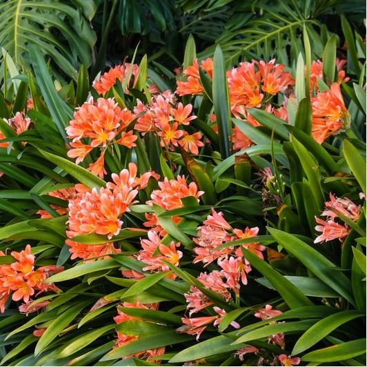 Clivia miniata Belgian Hybrid Orange