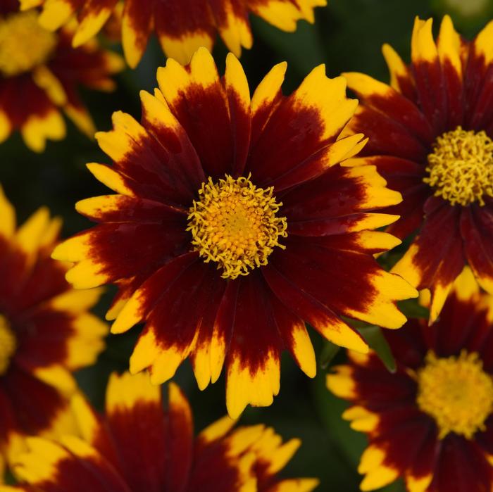 Coreopsis UpTick&trade; Red