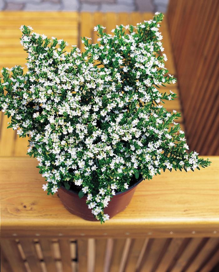 Cuphea hyssopifolia White