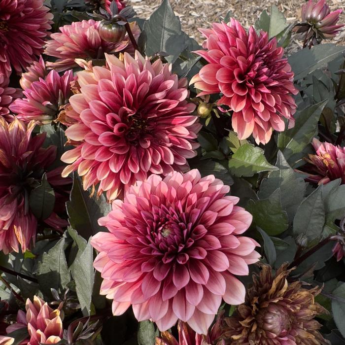 Dahlia LaBella&reg; Grande Chocolate Apricot