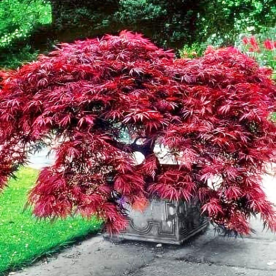 Acer palmatum Crimson Princess