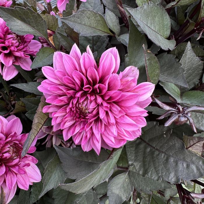 Dahlia LaBella&reg; Grande Chocolate Rose