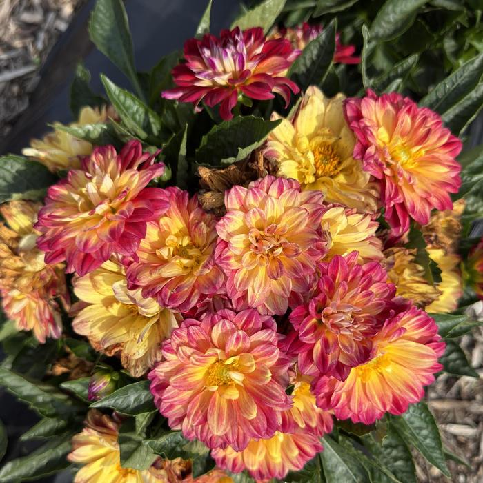 Dahlia LaBella&reg; Medio Fun Flame