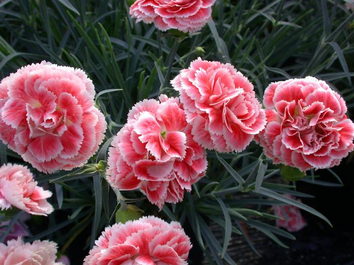Dianthus Scent First&reg; Scent First Coral Reef