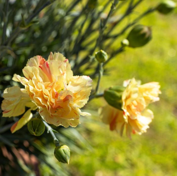 Dianthus Scent First&reg; Scent First Lemon Sparkler