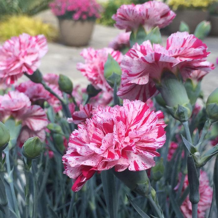 Dianthus Devon Cottage&trade; Pinball Wizard
