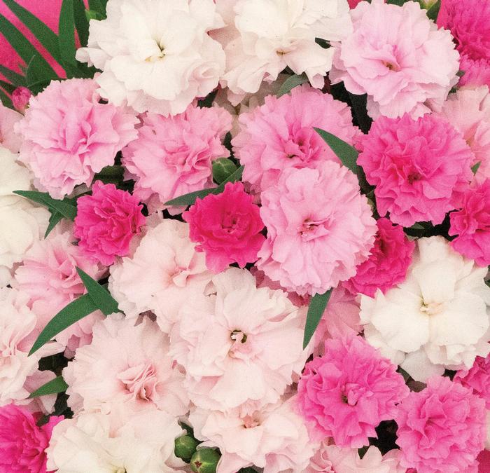 Dianthus caryophyllus I Love U