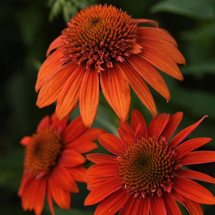 Echinacea Sombrero&reg; Fiesta Orange
