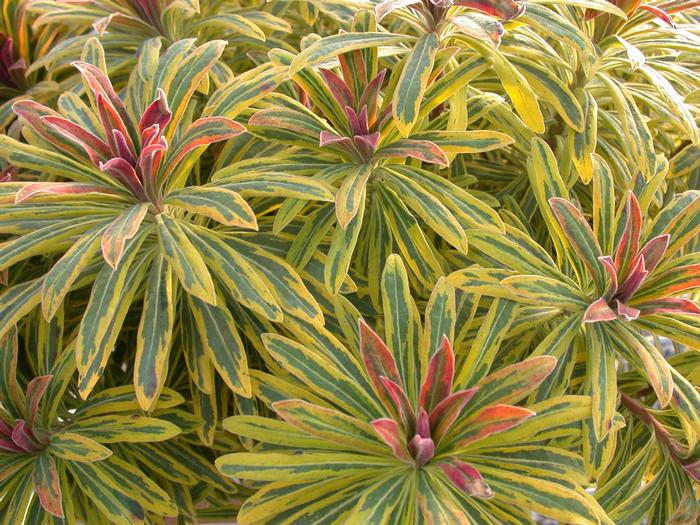 Euphorbia x martinii Sahara&trade; Ascot Rainbow