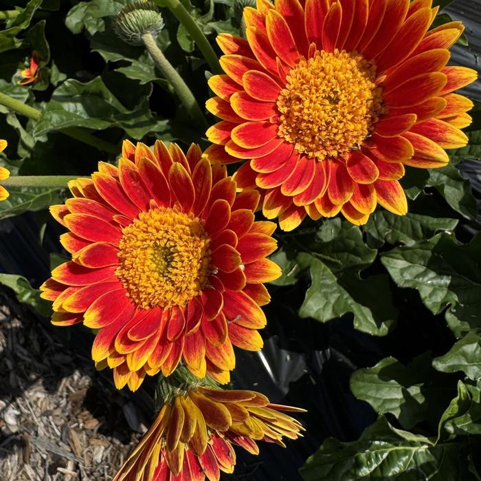 Gerbera Garvinea&reg; Sweet Blaze