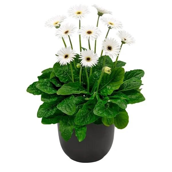 Gerbera Garvinea&reg; Sweet Frosting