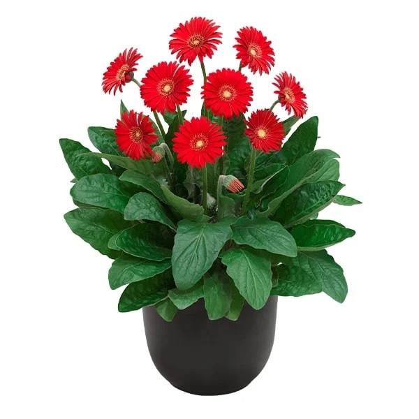 Gerbera Garvinea&reg; Sweet Love