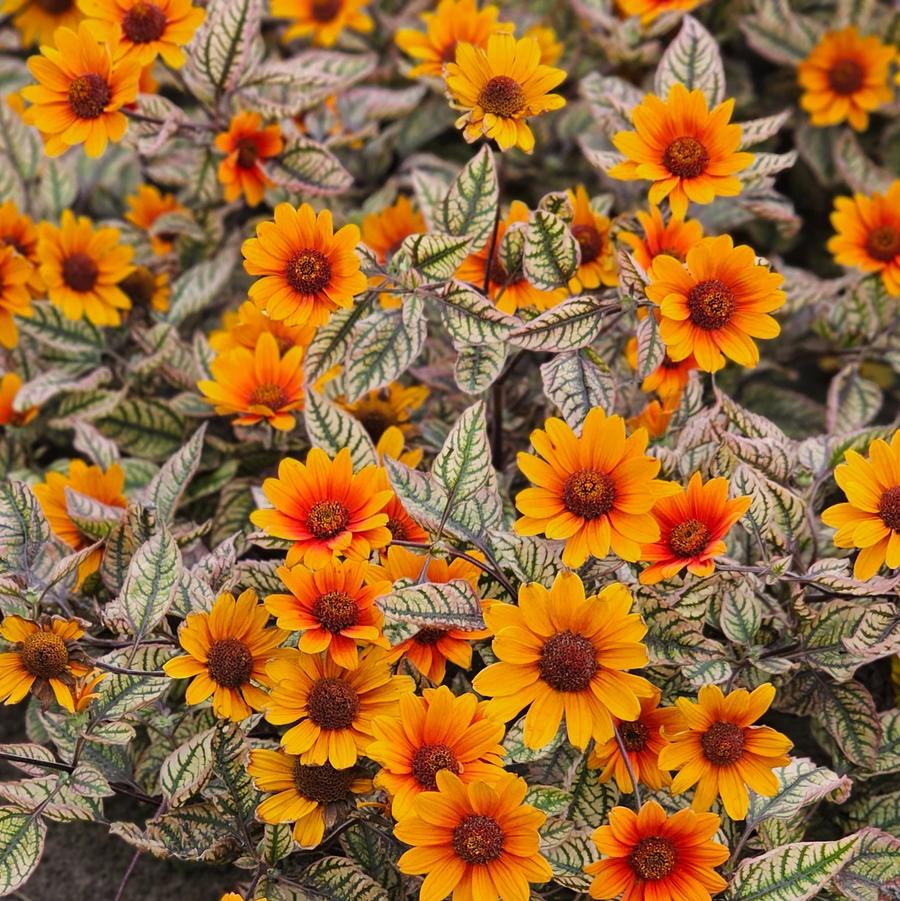 Heliopsis helianthoides Orange Marble
