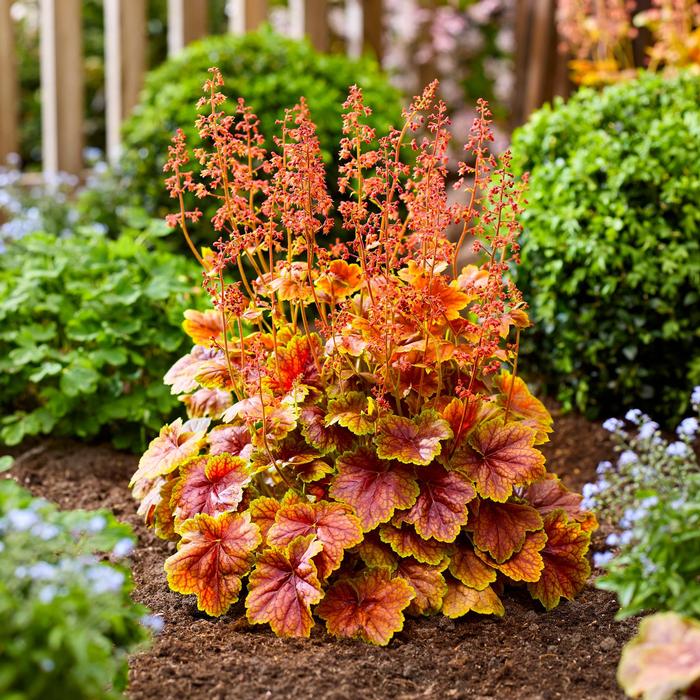 Heuchera Eternal Flame