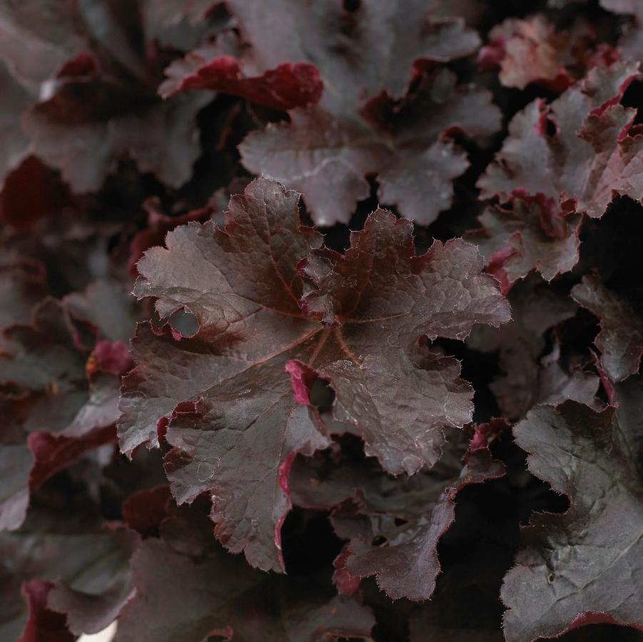 Heuchera Indian Summer Bilberry