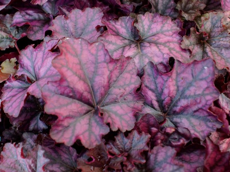 Heuchera Indian Summer Mulberry