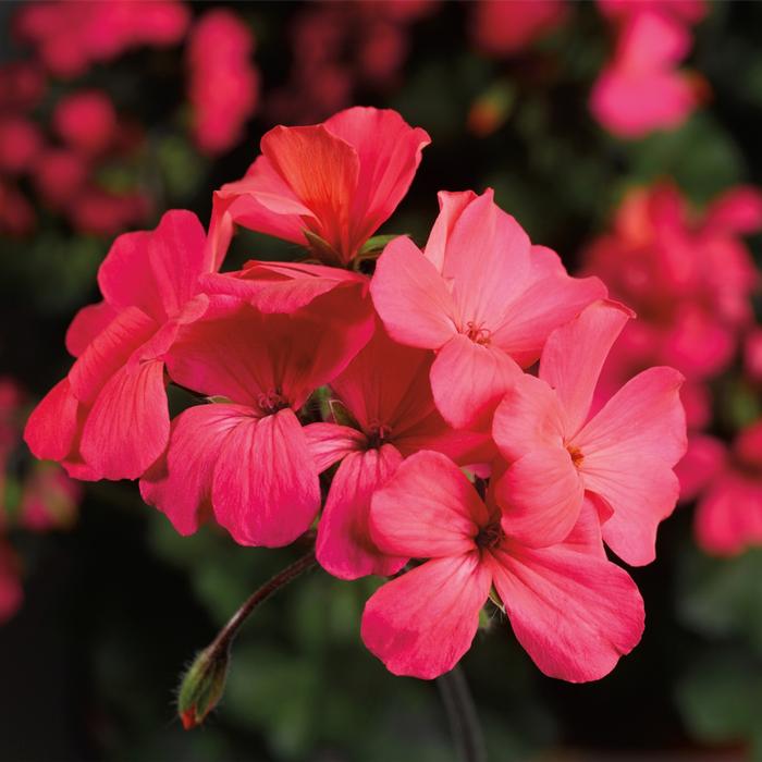 Geranium (Pelargonium) Caliente&reg; Coral Salmon