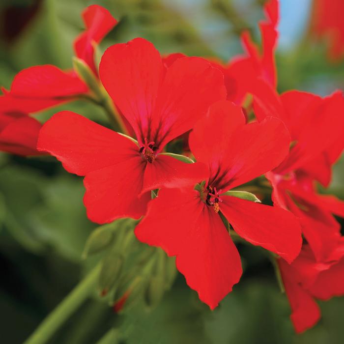 Geranium (Pelargonium) Caliente&reg; Deep Red