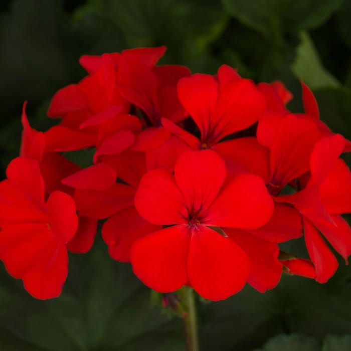 Geranium (Pelargonium) Caliente&reg; Orange