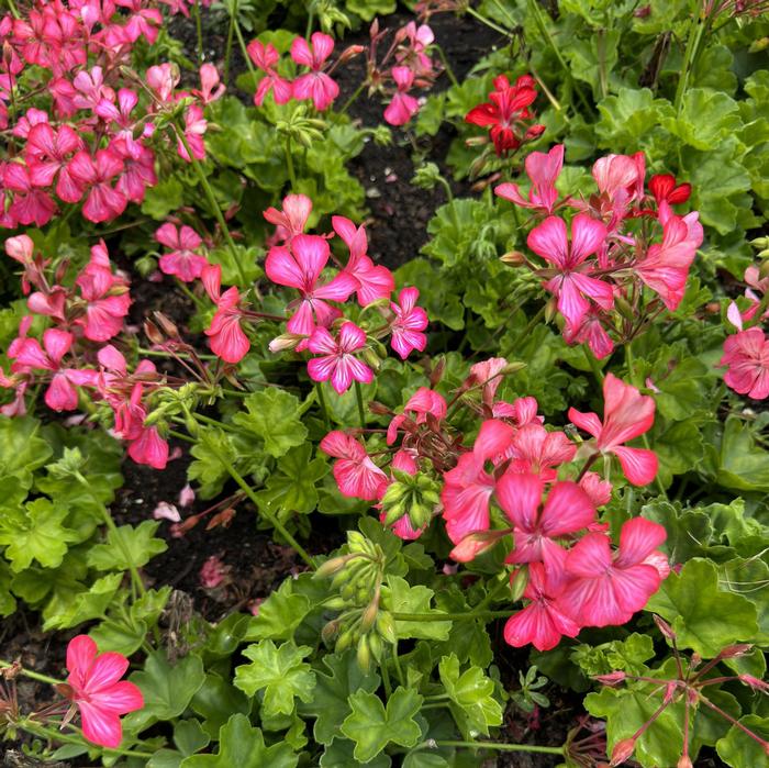 Geranium (Pelargonium) peltatum Glory Days Pink Bicolor