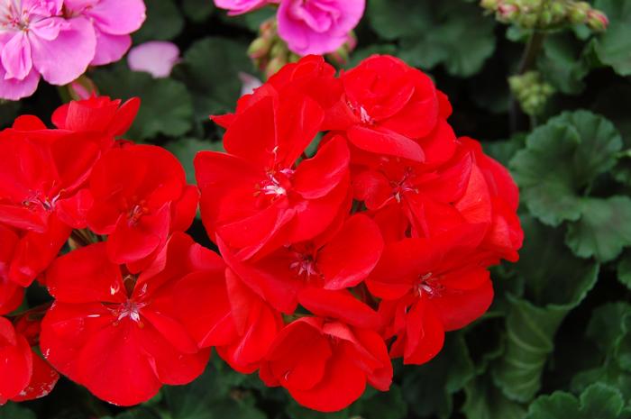 Geranium (Pelargonium) x hortorum Tango&trade; Dark Red