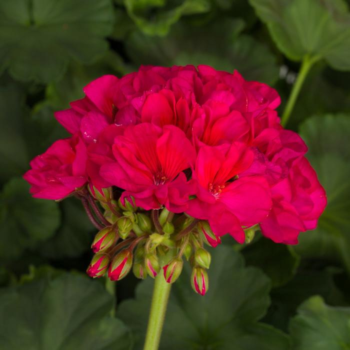 Geranium (Pelargonium) x hortorum Tango&trade; Neon Purple
