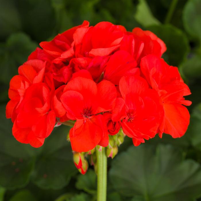 Geranium (Pelargonium) x hortorum Tango&trade; Orange