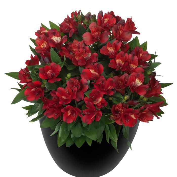 Alstroemeria Inticancha&reg; Doba