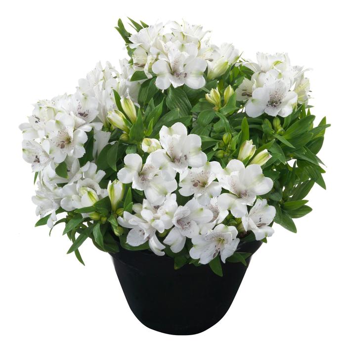 Alstroemeria Inticancha&reg; Magic White