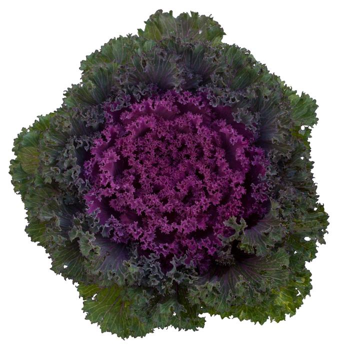 Brassica oleracea Bright and Early Red