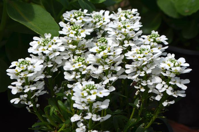 Iberis sempervirens Snowsurfer&trade; Forte Snowsurfer Forte